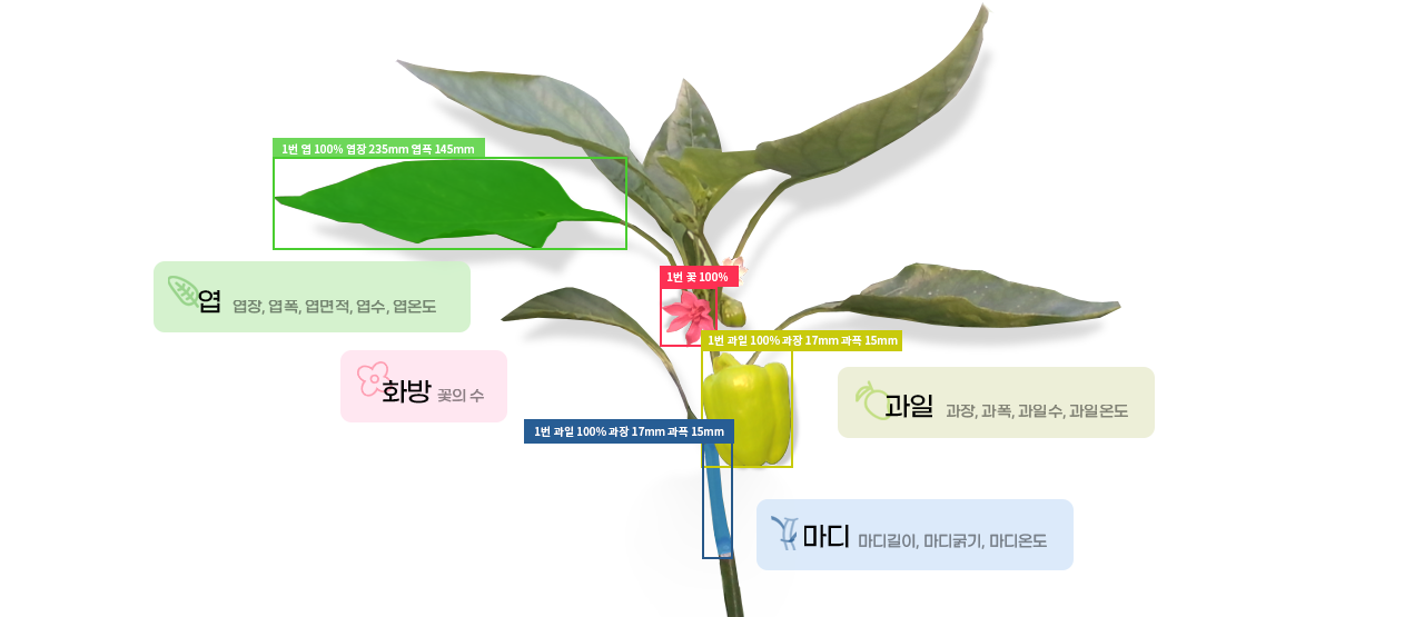 엽, 화방, 과일, 마디, 과장, 과일